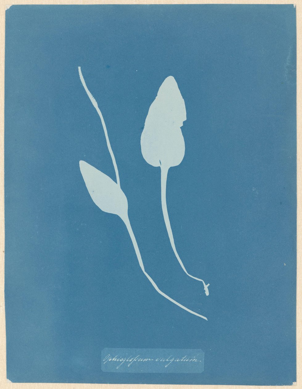 Addertong von Anna Atkins