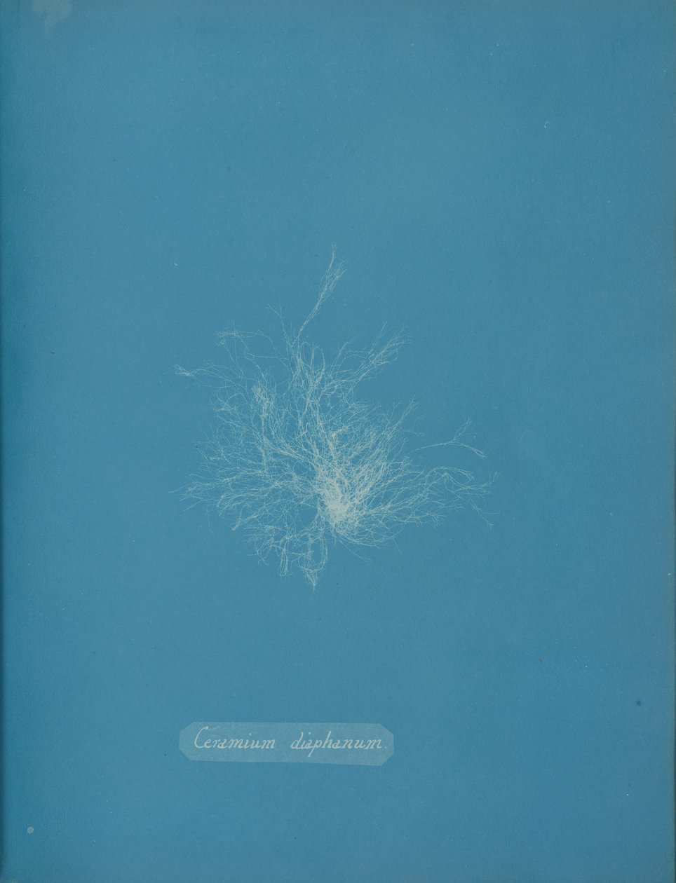 Ceramium diaphanum, ca. 1853 von Anna Atkins