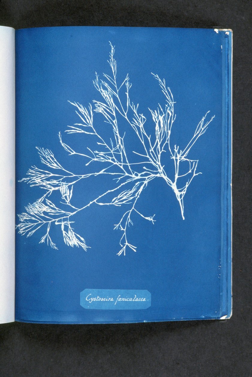 Cystoseira foeniculacea, aus „Photographs of British Algae: Cyanotype Impressions“, veröffentlicht 1843-53 von Anna Atkins