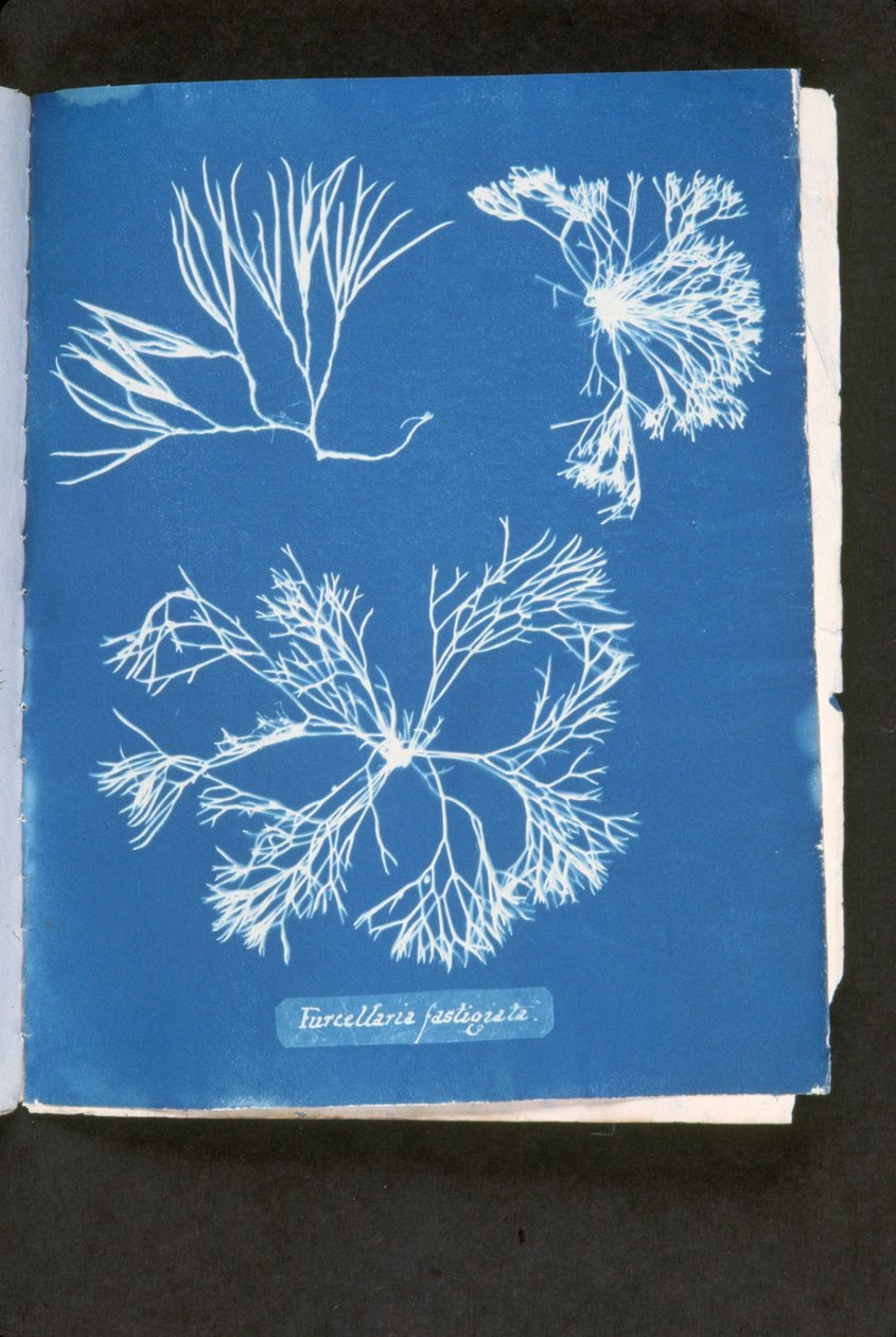 Furcelleria fastigiata, aus 