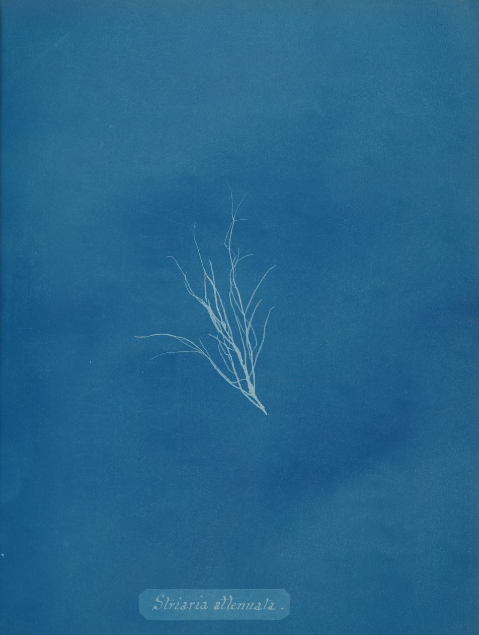 Striaria attenuata, ca. 1853. von Anna Atkins