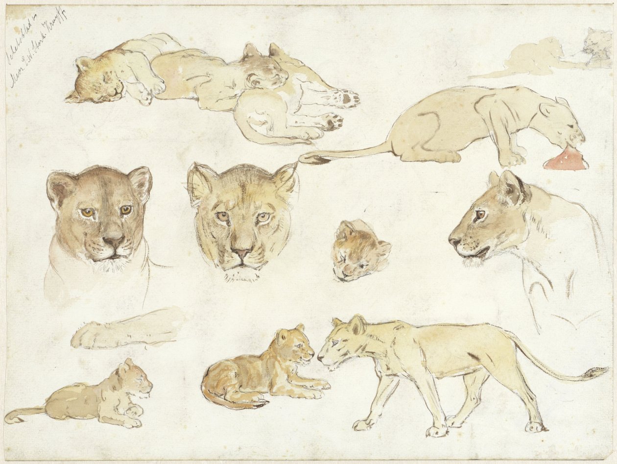 Studien von Löwen von Anna Maria Kruijff