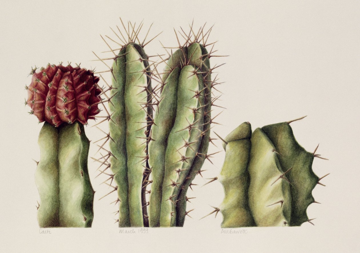 Kakteen, 1999 von Annabel Barrett