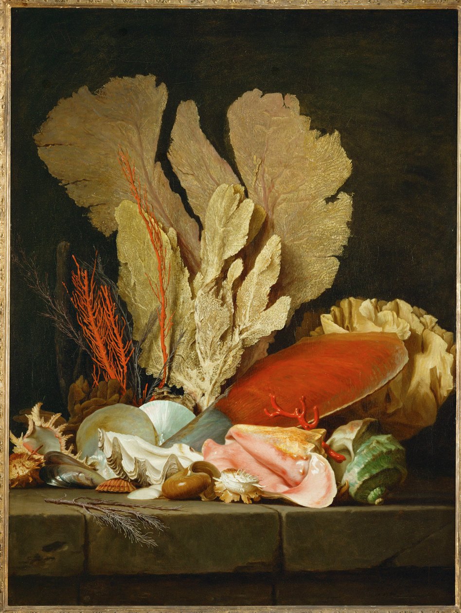 Stillleben mit Muscheln und Korallen von Anne Vallayer Coster