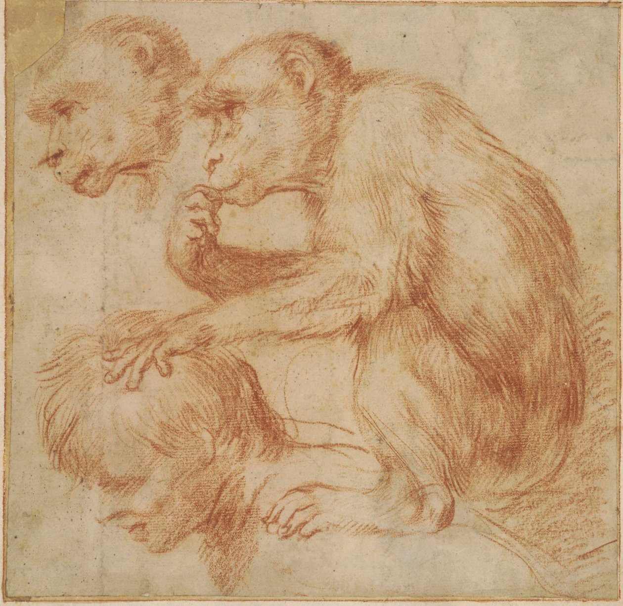 Carracci - Ein Affe auf den Schultern eines Mannes im Profil nach links und eine Studie seines Gesichts, Studie für ein Gemälde Rote Kreide, Ff,2.115 von Annibale Carracci
