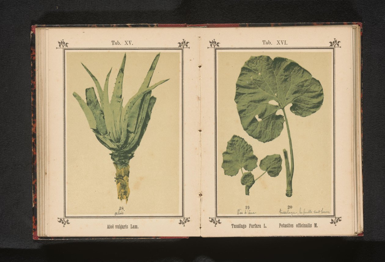 Blatt eines Huflattichs und eines Pestwurzes von Anonymous