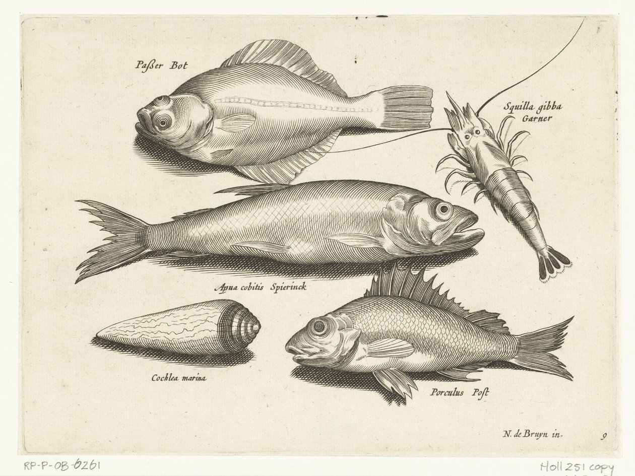 Butt, Garnele, Stint und Barsch (Libelivs varia Genera piscium complectens) von Anonymous