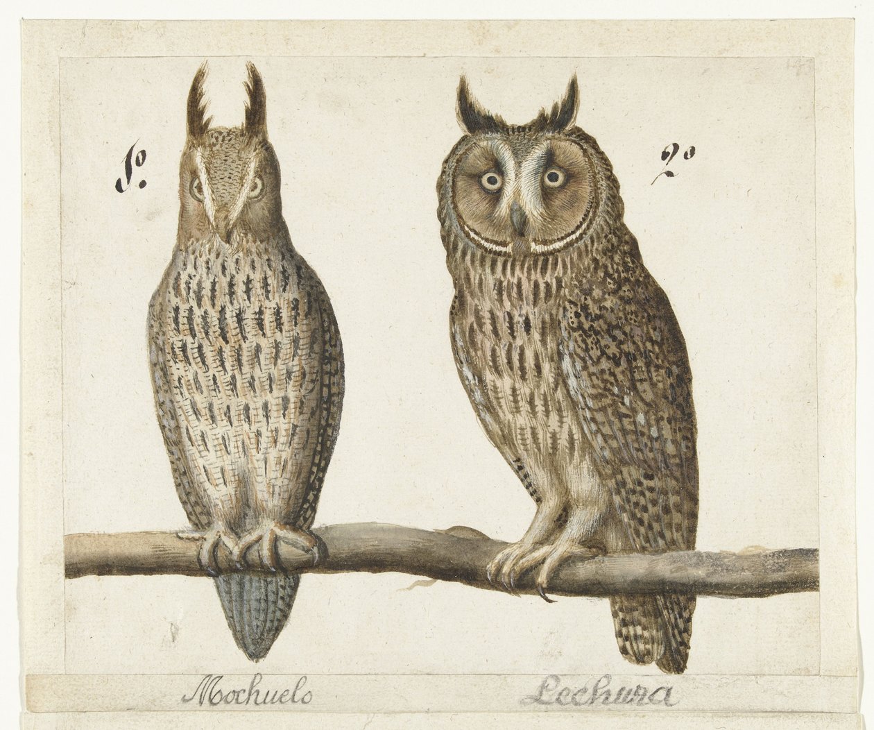 Dwergooruil und Ransuil von Anonymous