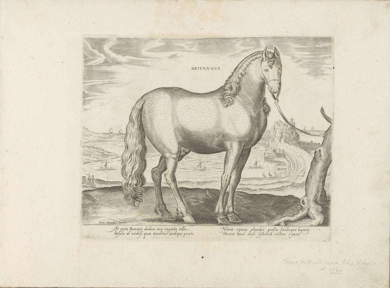 Pferd aus der Bretagne (Britannus) von Anonymous