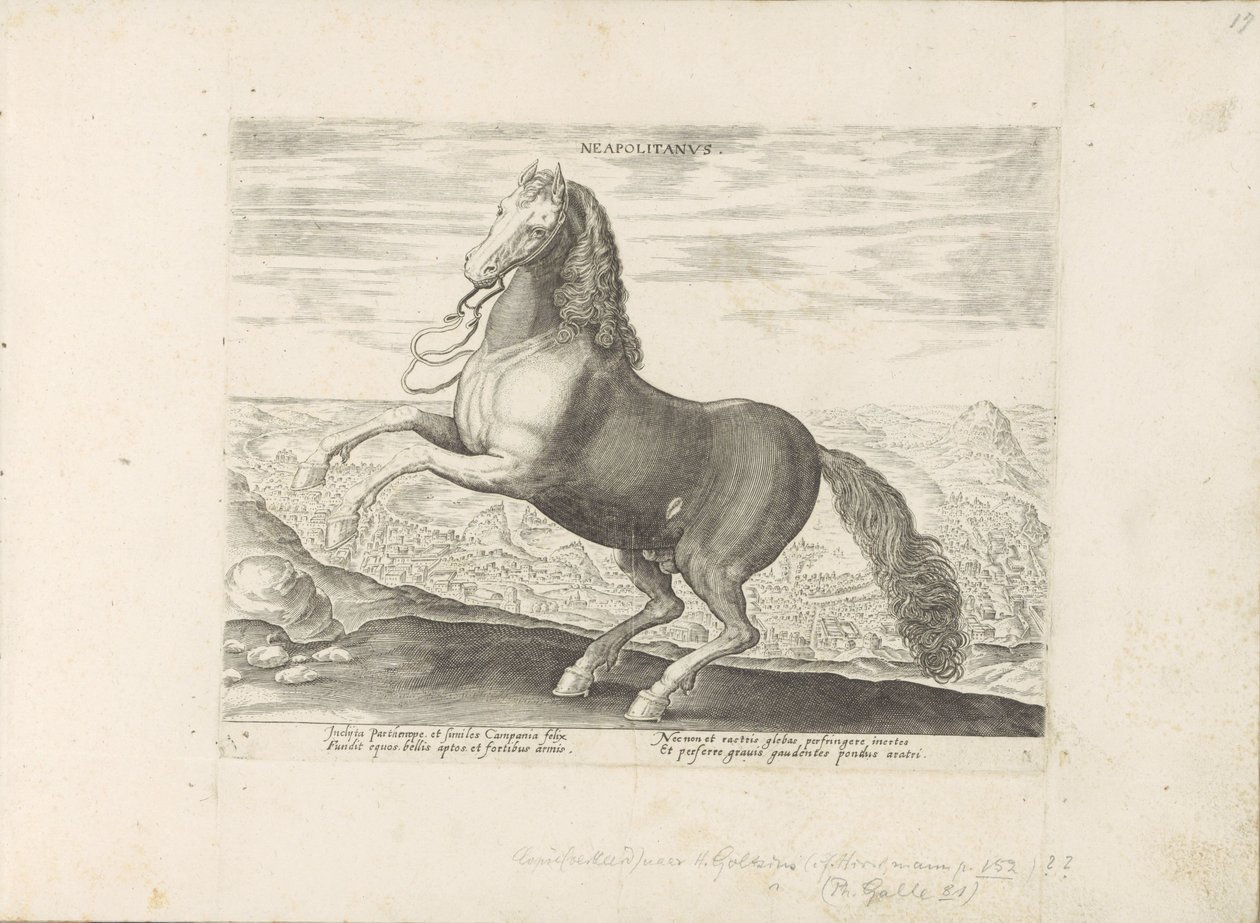 Pferd aus Neapel von Anonymous