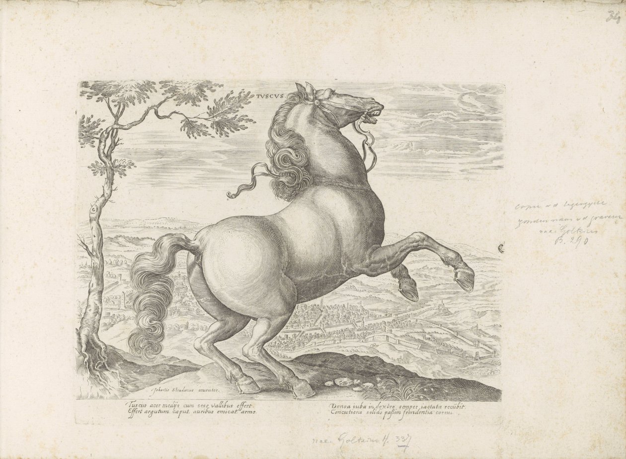 Pferd aus der Toskana (Equile, in quo omnis generis generosissi: morum equorum ex varijs orbis partibus insignis delectus) von Anonymous