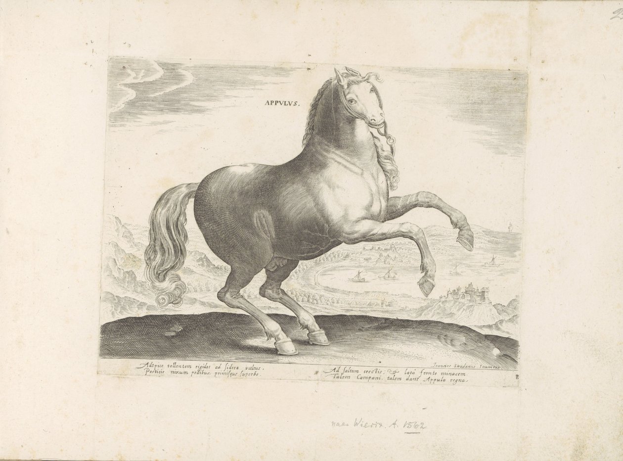 Pferd aus Süditalien (Pferderassen aus den königlichen Ställen von Don Juan von Österreich) von Anonymous