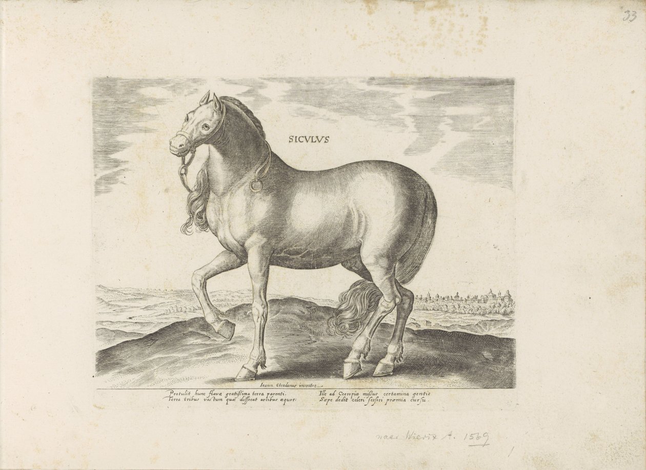 Pferd von Sizilien von Anonymous