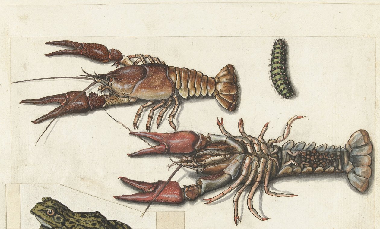 Zwei Langusten und eine Raupe (Cangrejos, Lombard Album) von Anonymous
