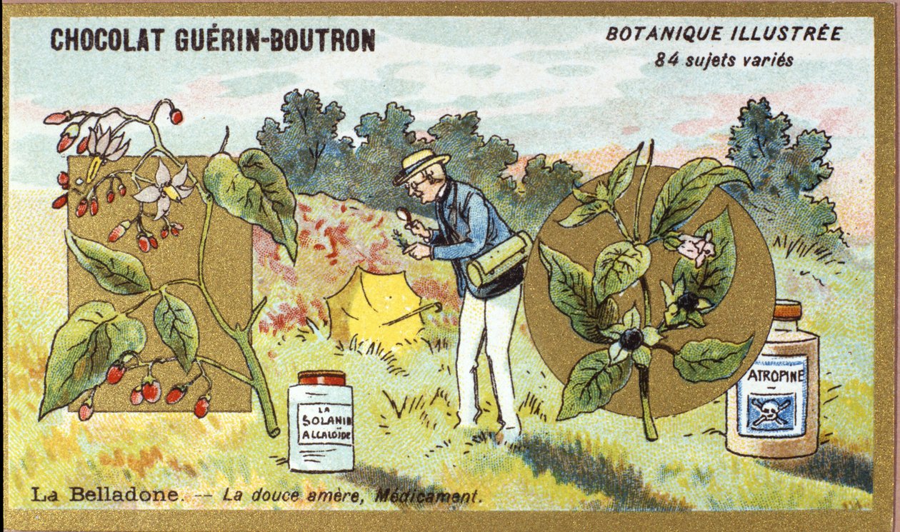 Belladonna: die bittersüße Medizin. Gravur (Chromo). Werbechromolithographie für Guerin-Boutron-Schokoladen, späte 19. Jahrhundert. Illustrierte Botanische Serie von Anonymous Anonymous