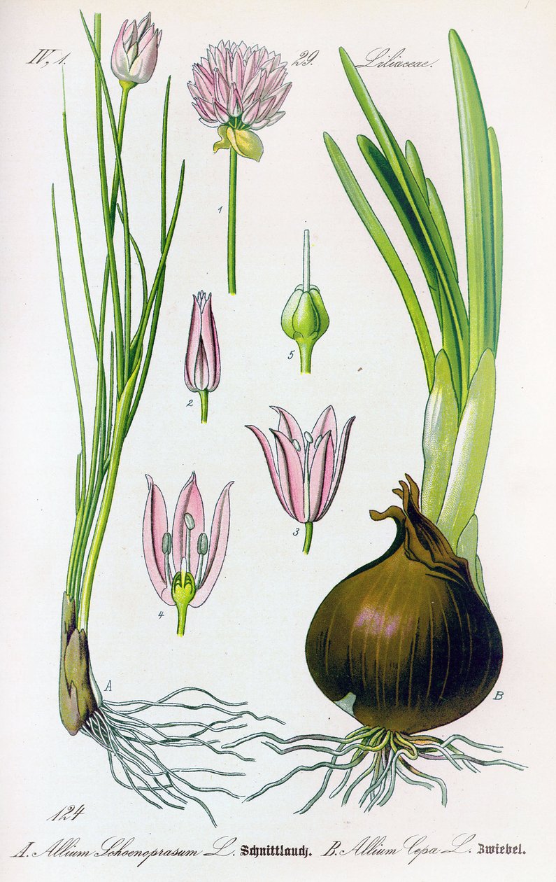 Botanische Tafel: Allium schoenoprasum (Schnittlauch) und Allium cepa (Zwiebel). Tafel 29. Private Sammlung von Anonymous Anonymous