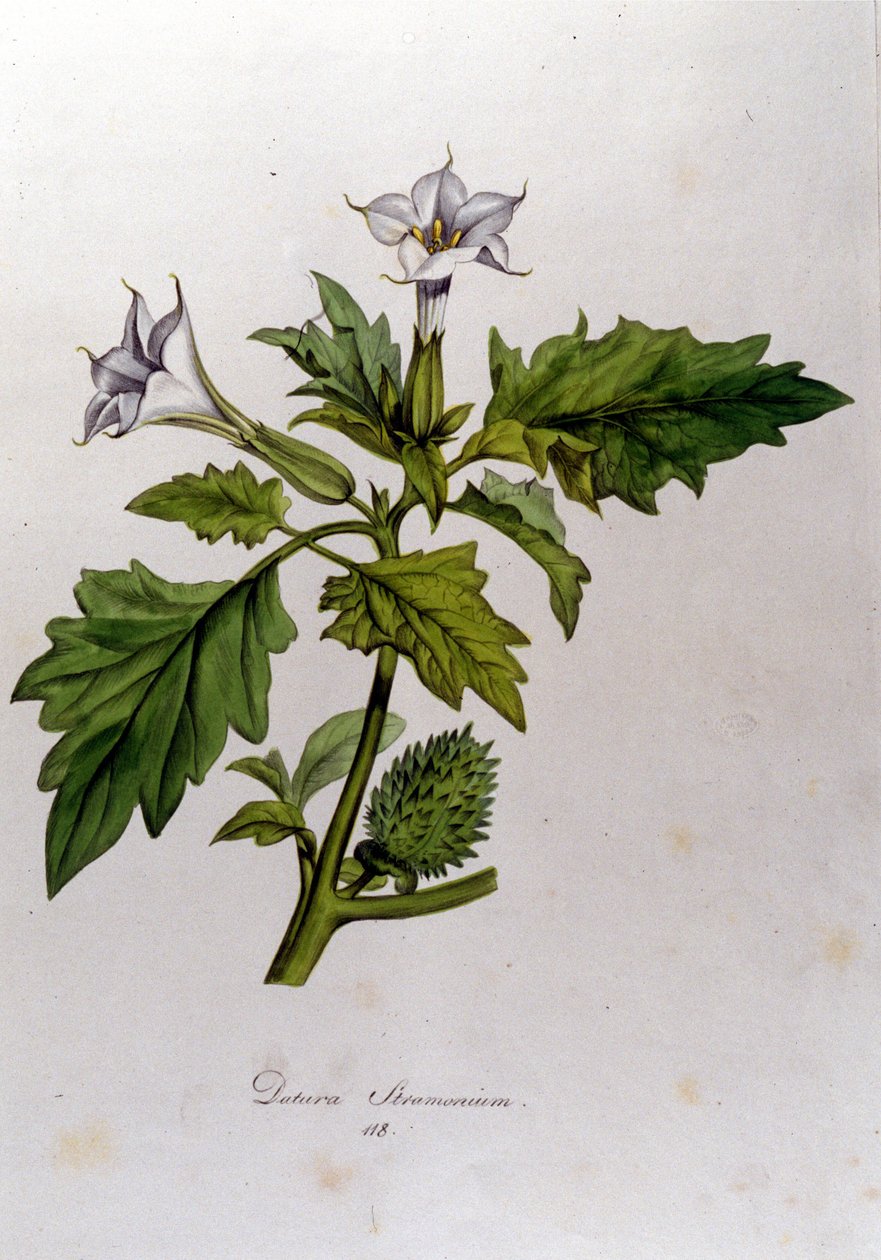 Botanische Tafel: Datura Stramonium. Gravur in 