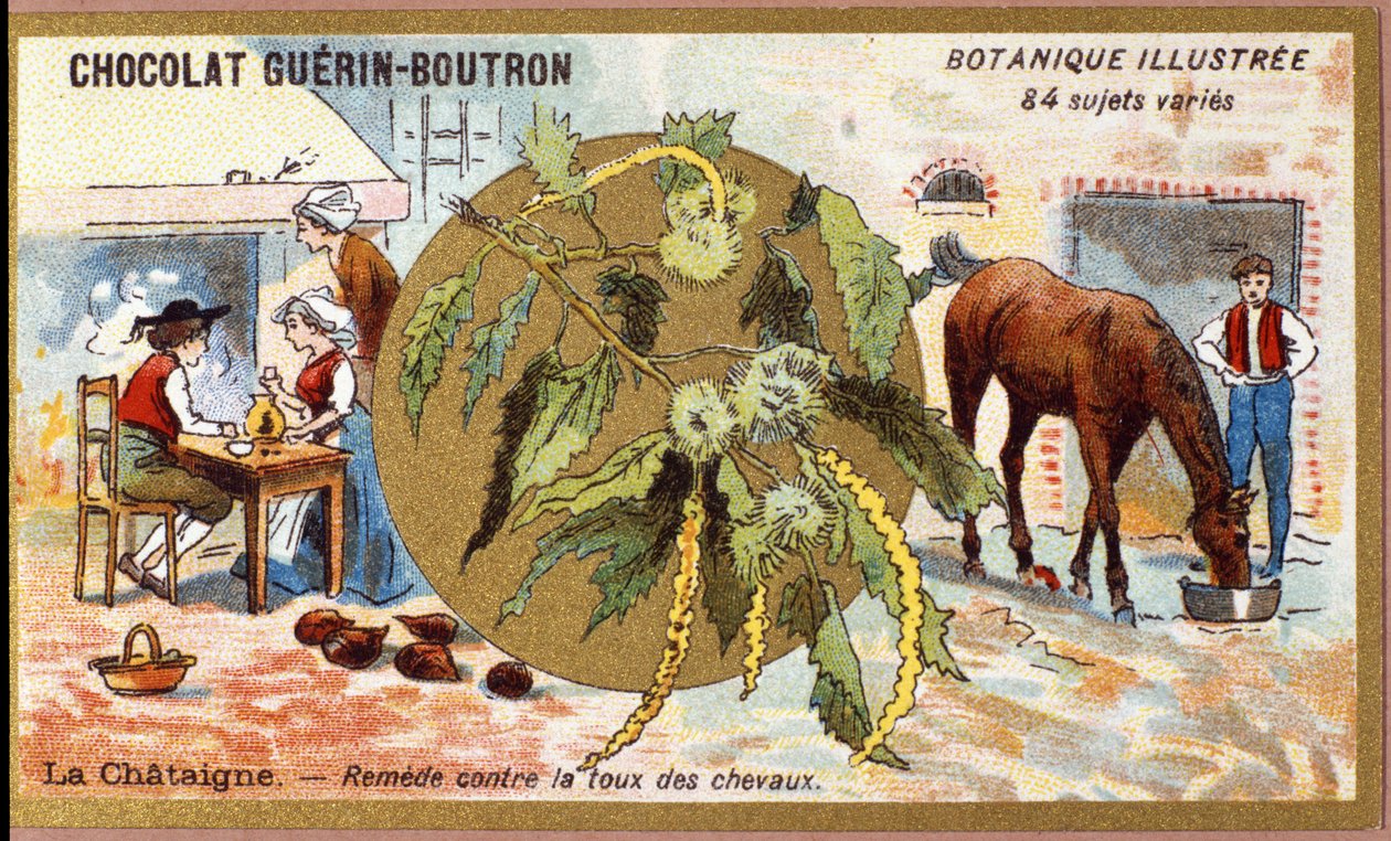 La Chestaigne: Heilmittel gegen Husten bei Pferden. Gravur (Chromo). Werbechromolithographie für Guerin-Boutron-Schokoladen, späte 19. Jahrhundert. Illustrierte Botanische Serie von Anonymous Anonymous