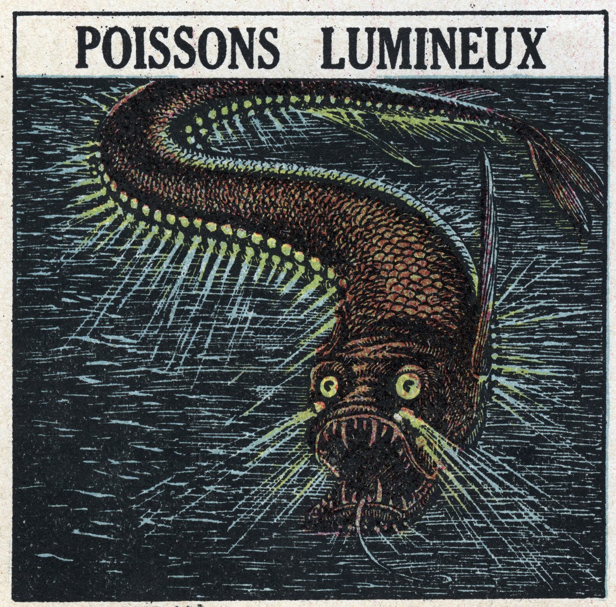 Phosphoreszenz: leuchtender Fisch. Anonyme Illustration von 1925. Private Sammlung. von Anonymous Anonymous