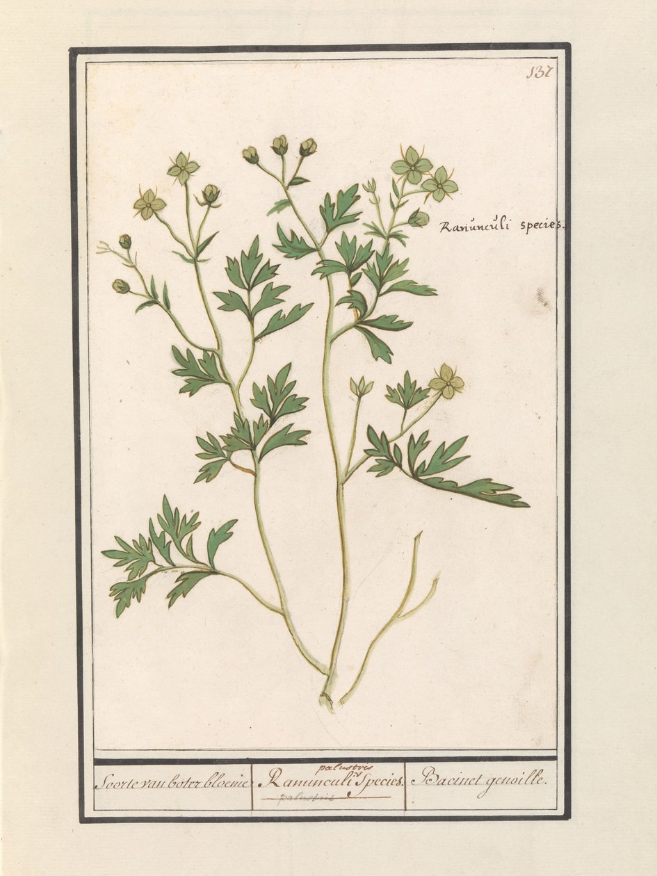 Butterblume (Ranunculus) von Anselmus Boëtius de Boodt