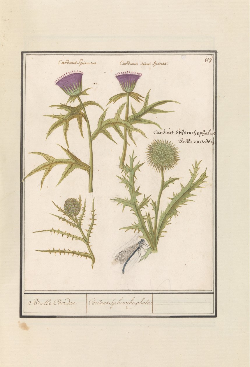 Distel (Carduus) und Artischocke (Cynara cardunculus) von Anselmus Boëtius de Boodt