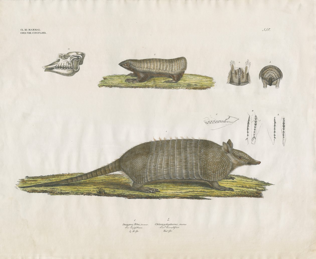 Gürteltiere mit Schädel- und Zahnstrukturen von Anstalt Arnz & Co.