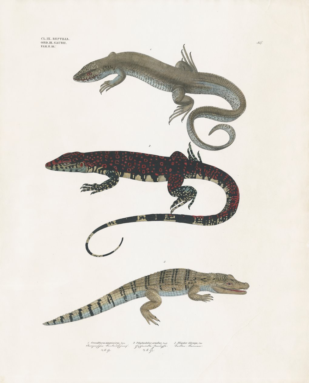 Warane, giftige Echsen und Alligatoren aus der Reptilienklasse von Anstalt Arnz & Co.