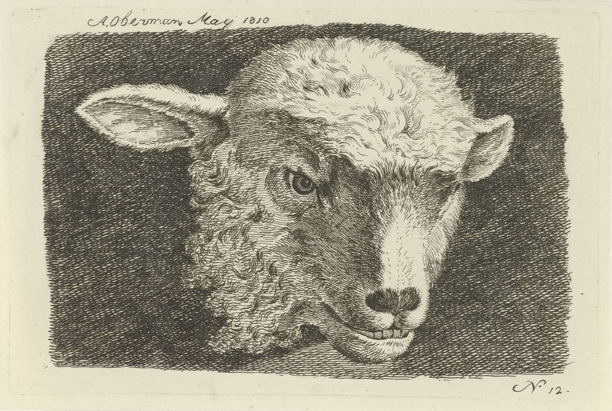 Kopf eines Lamms von Anthony Oberman