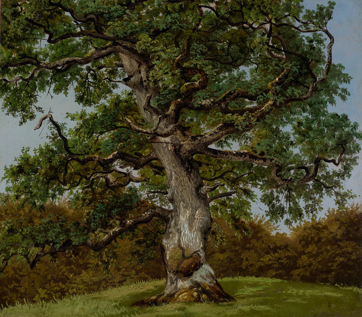 Studie eines uralten Eichbaumes von Anton Eduard Kieldrup