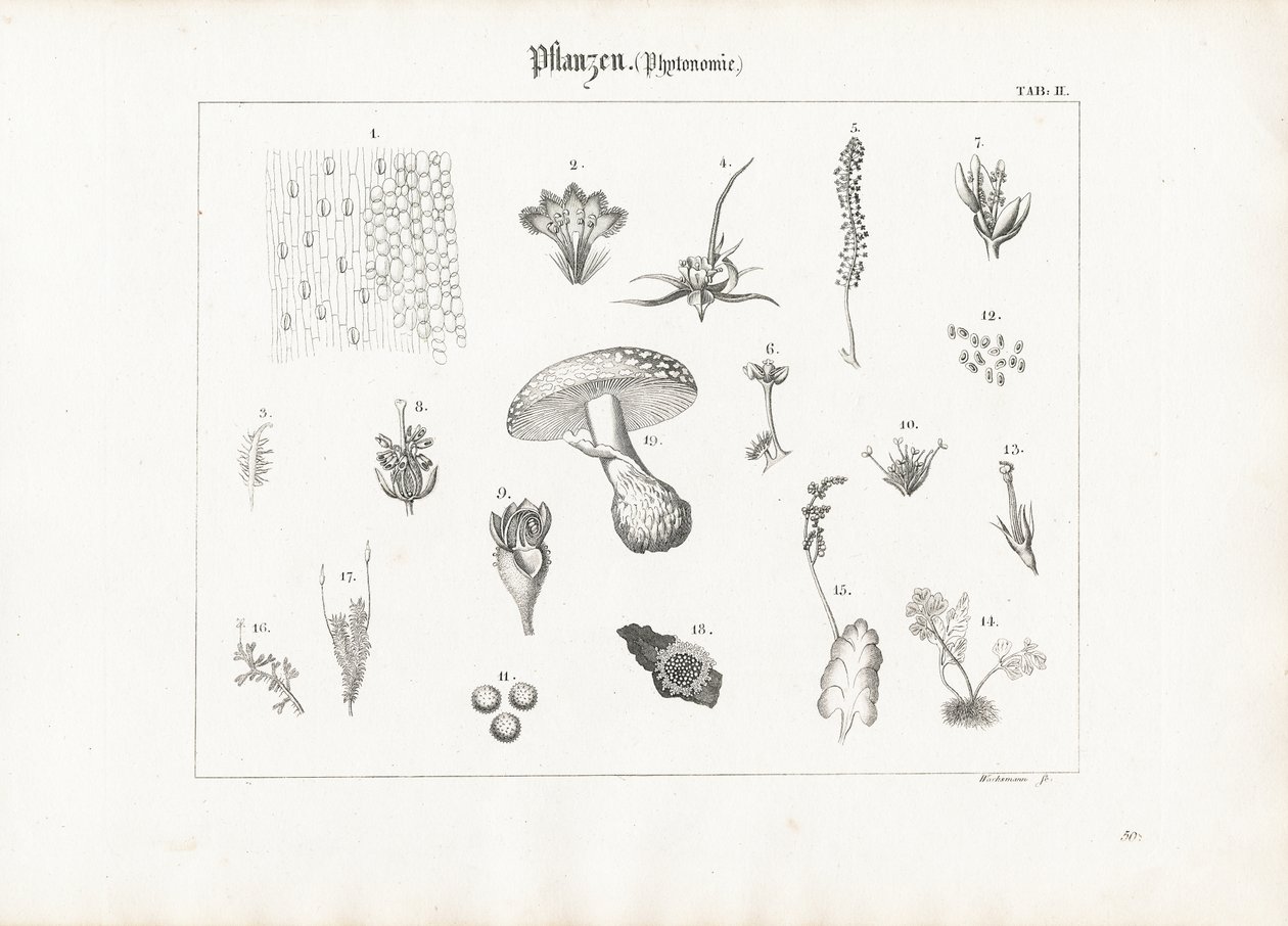 Pflanzenanatomie und Pilzformen von Anton Wachsmann