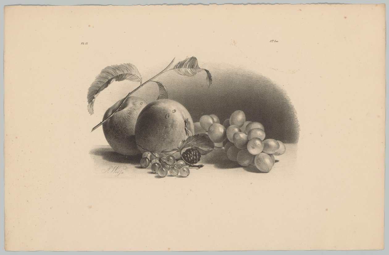 Äpfel, Beeren, Brombeere und Trauben von Anton Weiss
