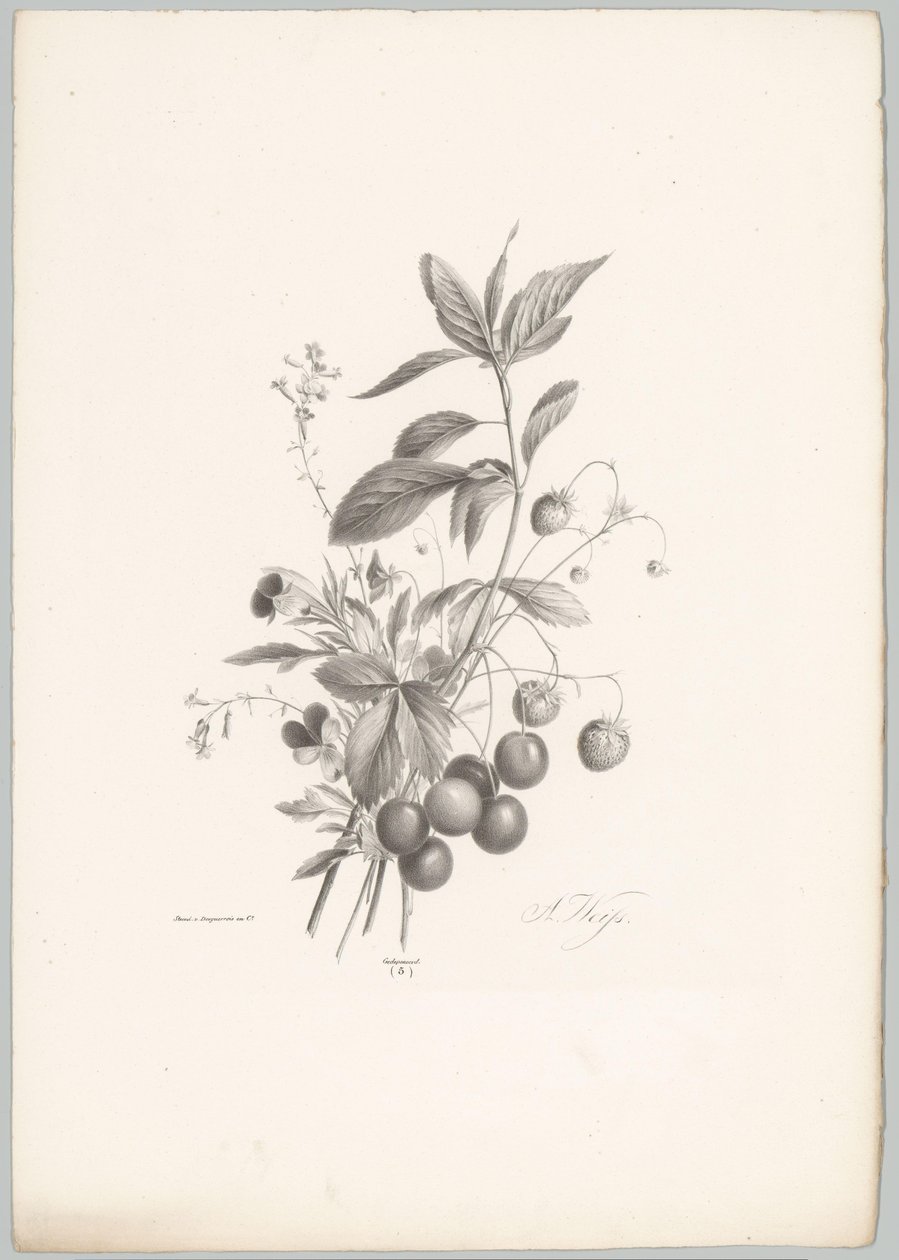 Blumen, Erdbeeren und Kirschen von Anton Weiss