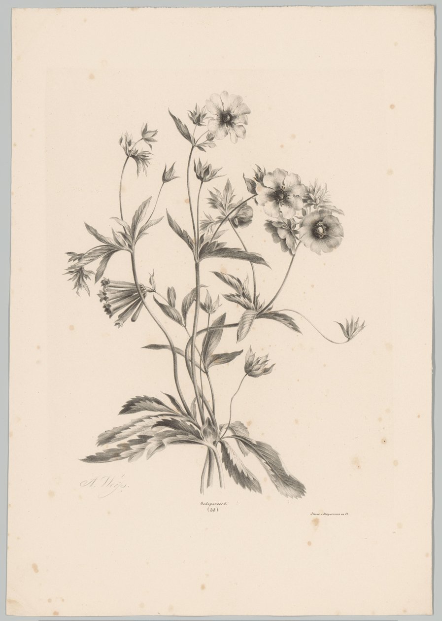 Diverse Blumen von Anton Weiss