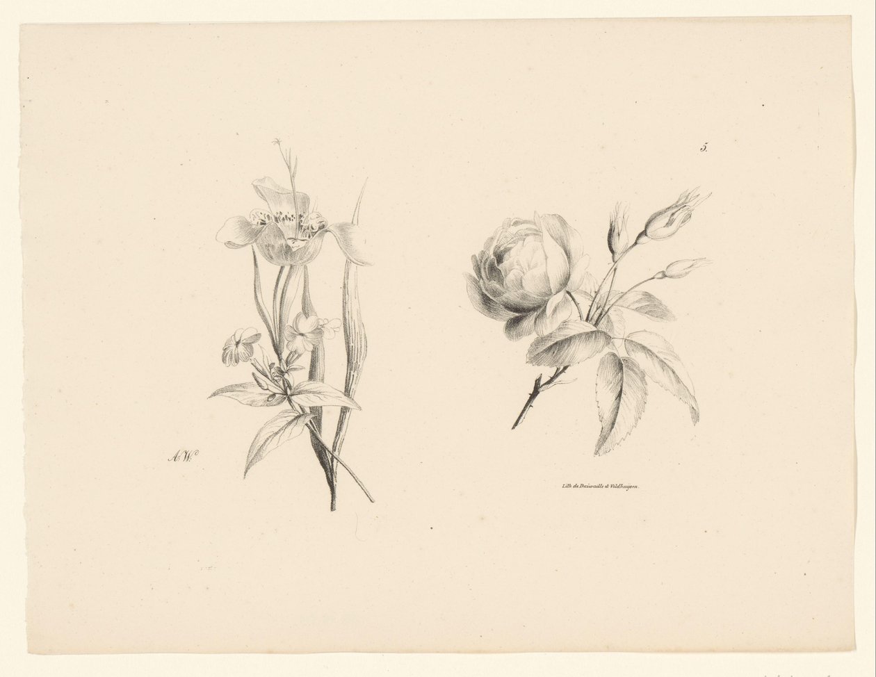Rose und andere Blume von Anton Weiss