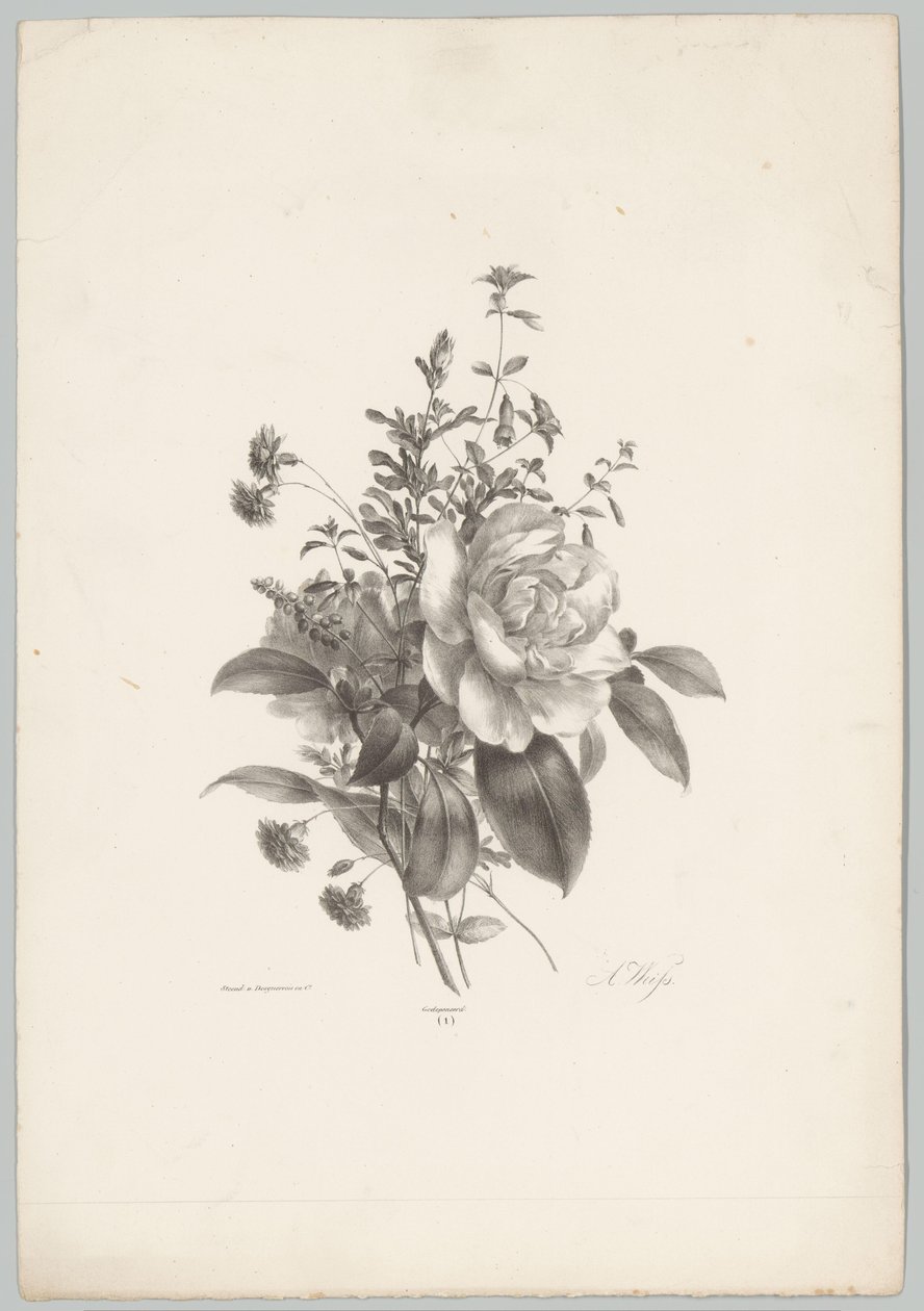 Rosen, Nelken und Fuchsien von Anton Weiss