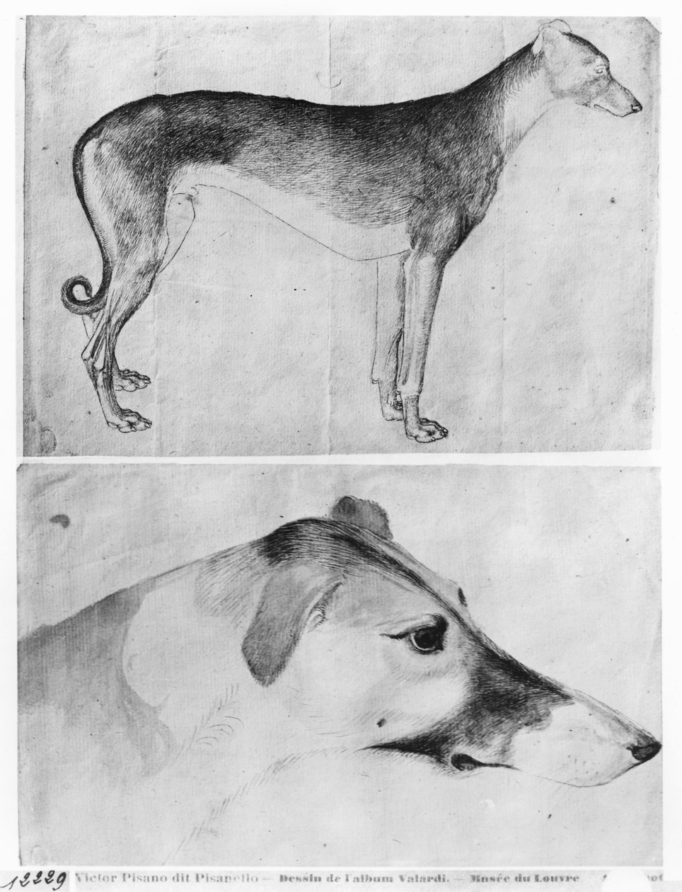 Windhund und Kopf eines Windhundes, aus dem Vallardi-Album von Antonio Pisanello