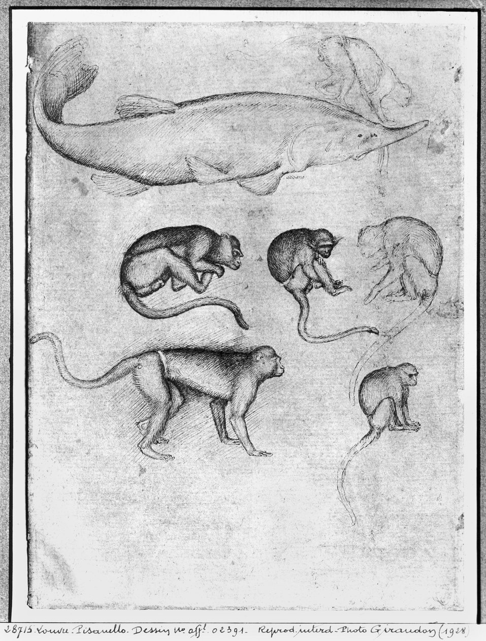 Sechs Affen und ein Stör, aus dem Vallardi-Album von Antonio Pisanello