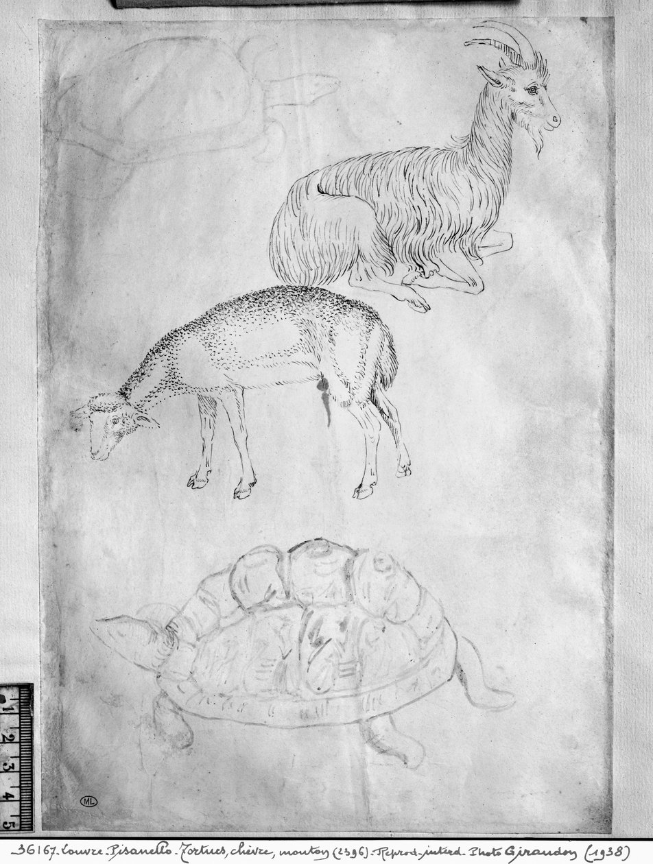Zwei Schildkröten, Ziege und Schaf, aus dem Vallardi-Album von Antonio Pisanello