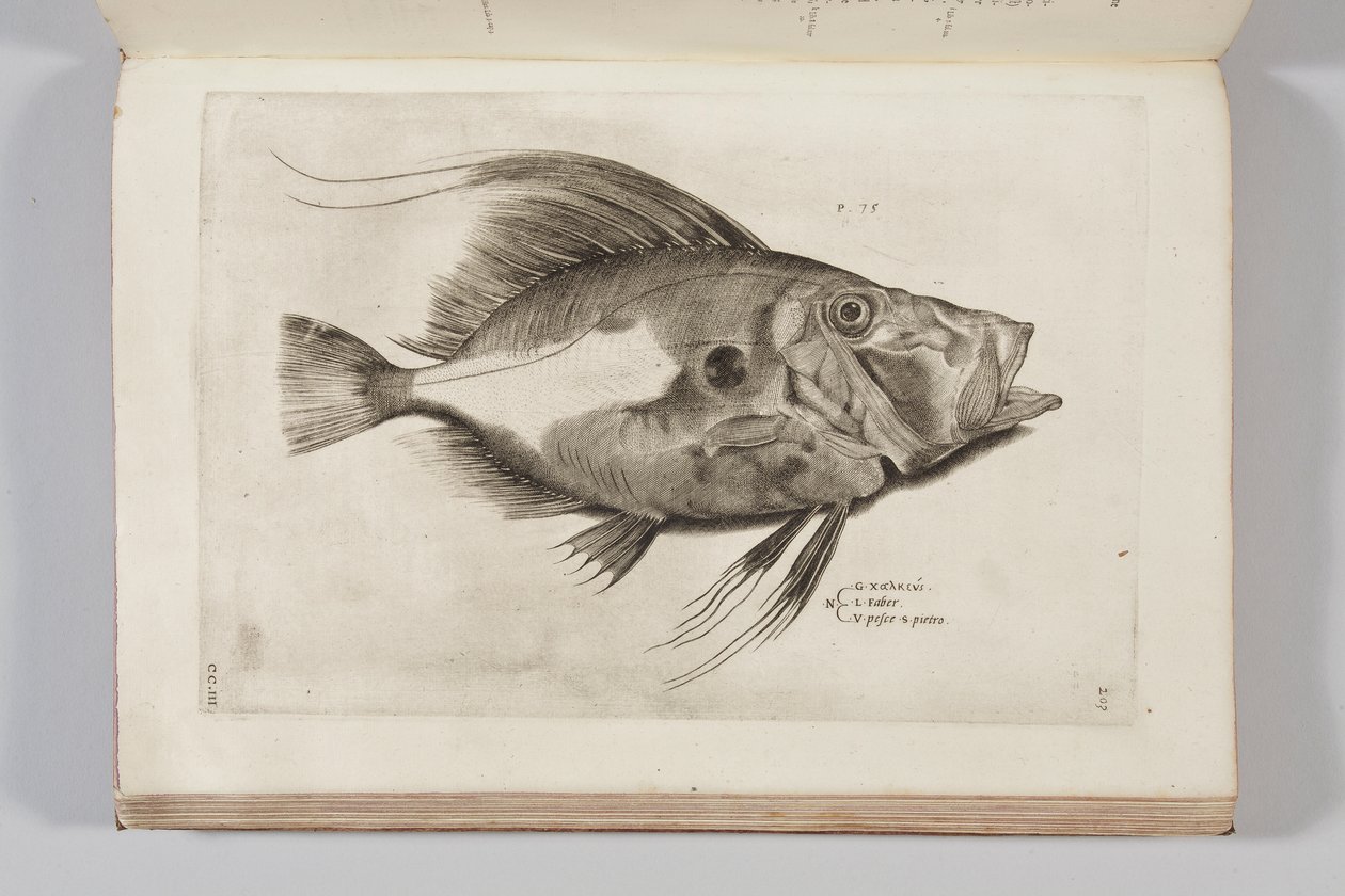 Illustration aus „Aquatilium animalium historiae, liber primus“ von Ippolito Salviani, 1554 von Antonio Lafreri