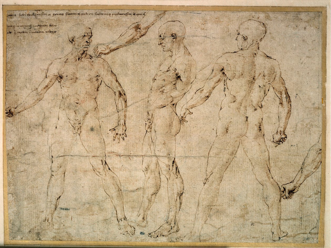 Drei nackte Männer. Zeichnung von Antonio Pollaiuolo (1432-1498) von Antonio Pollaiuolo