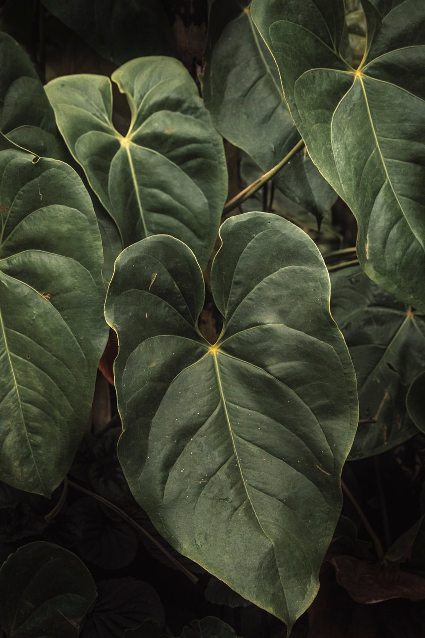 Anthurium Andraeanum V, 2024 von Antonio Schubert