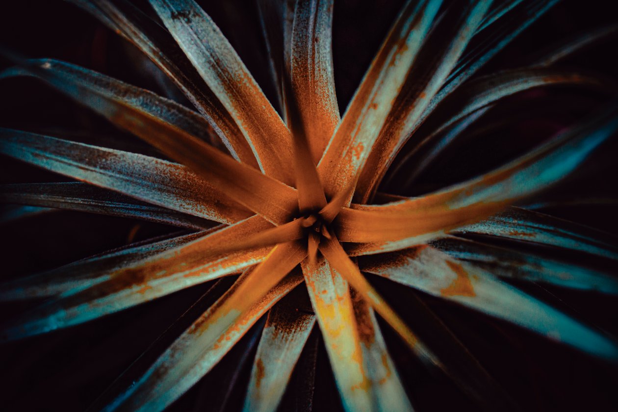 Bromelioideae, 2015 von Antonio Schubert