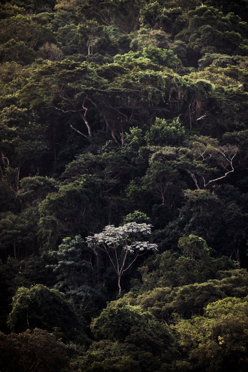 Embauba III, 2019 von Antonio Schubert