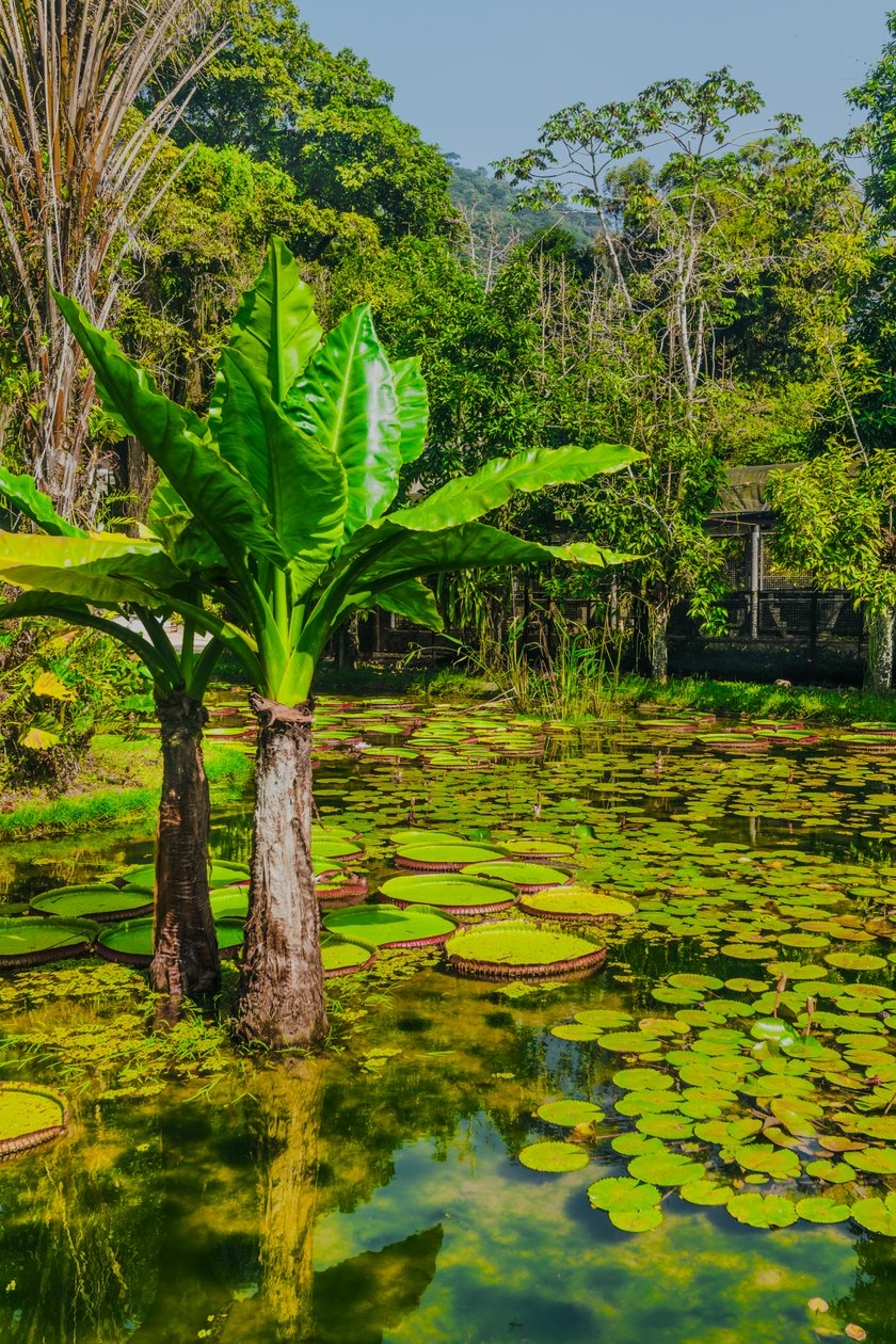 Jardim Amazonico, 2024 von Antonio Schubert