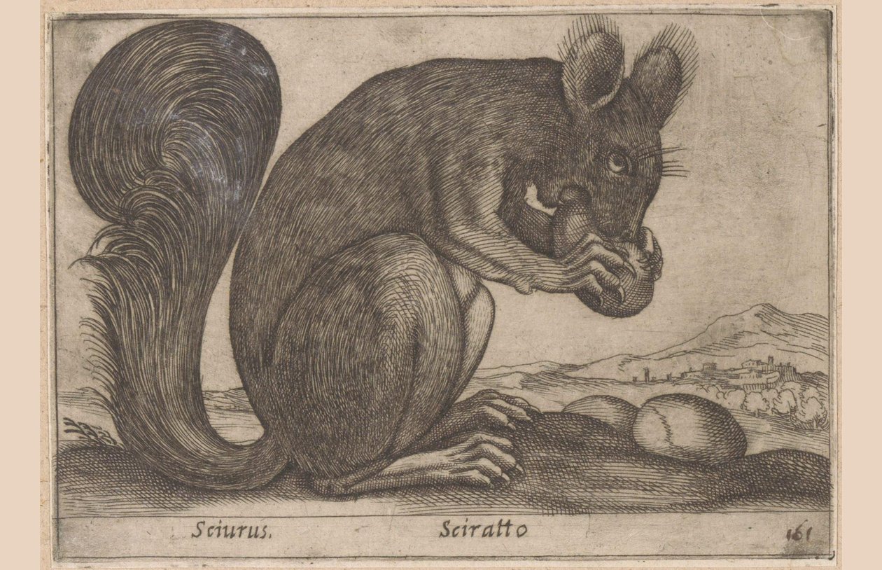 Eichhörnchen von Antonio Tempesta