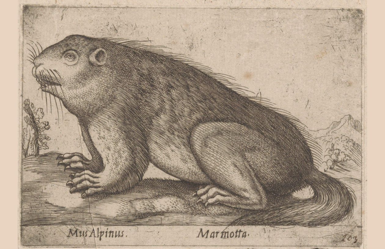 Murmeltier (Serientitel: Dieren en fabelwezens, Nova raccolta de li animali piu curiosi del mondo) von Antonio Tempesta