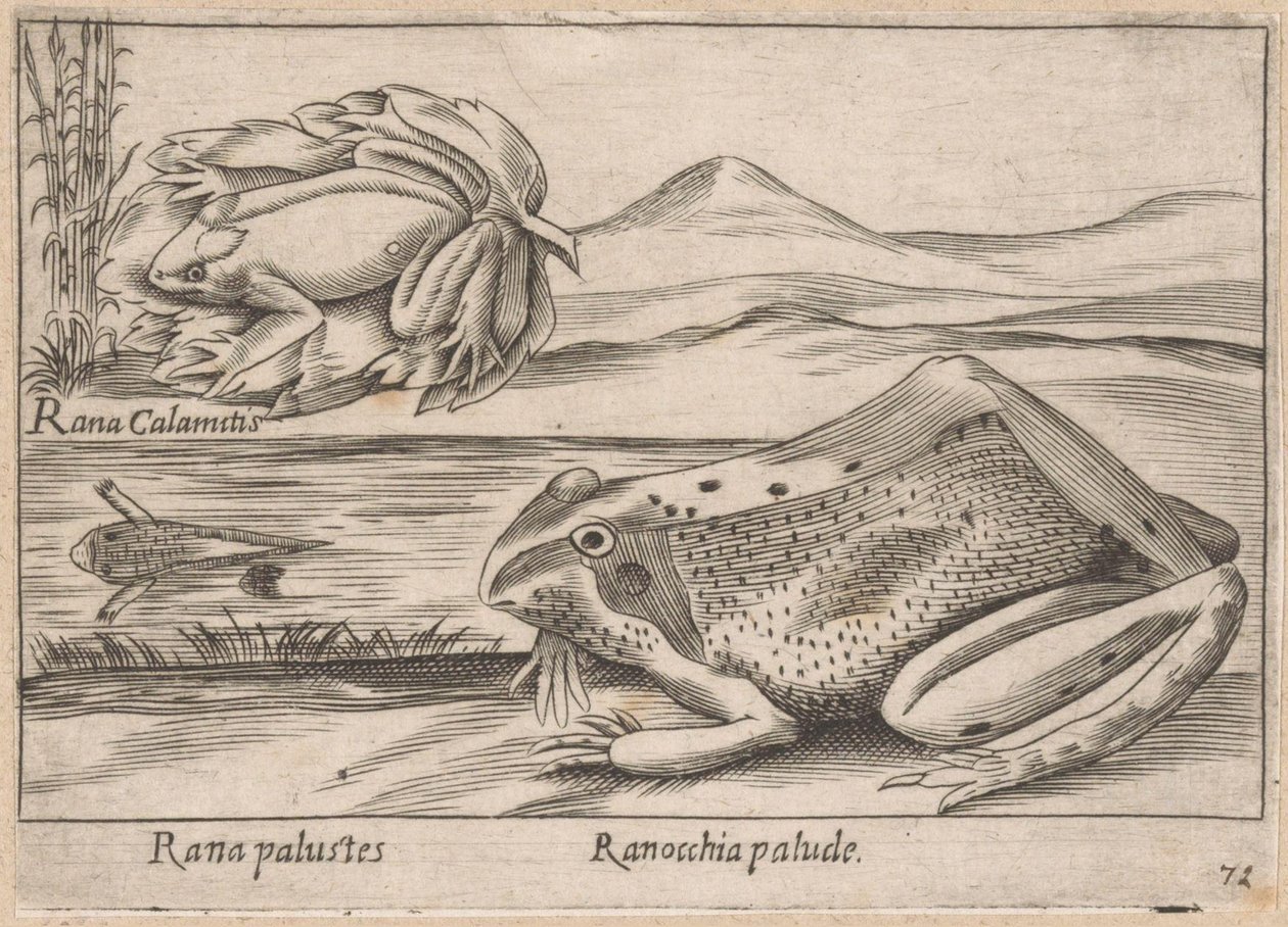 Sumpffrösche von Antonio Tempesta