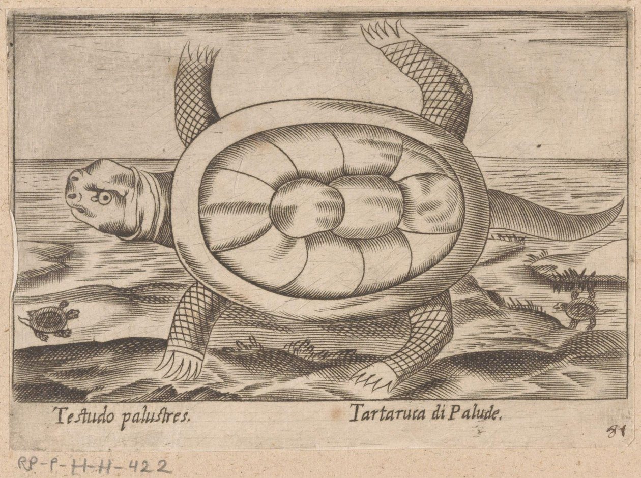 Sumpfschildkröte von Antonio Tempesta