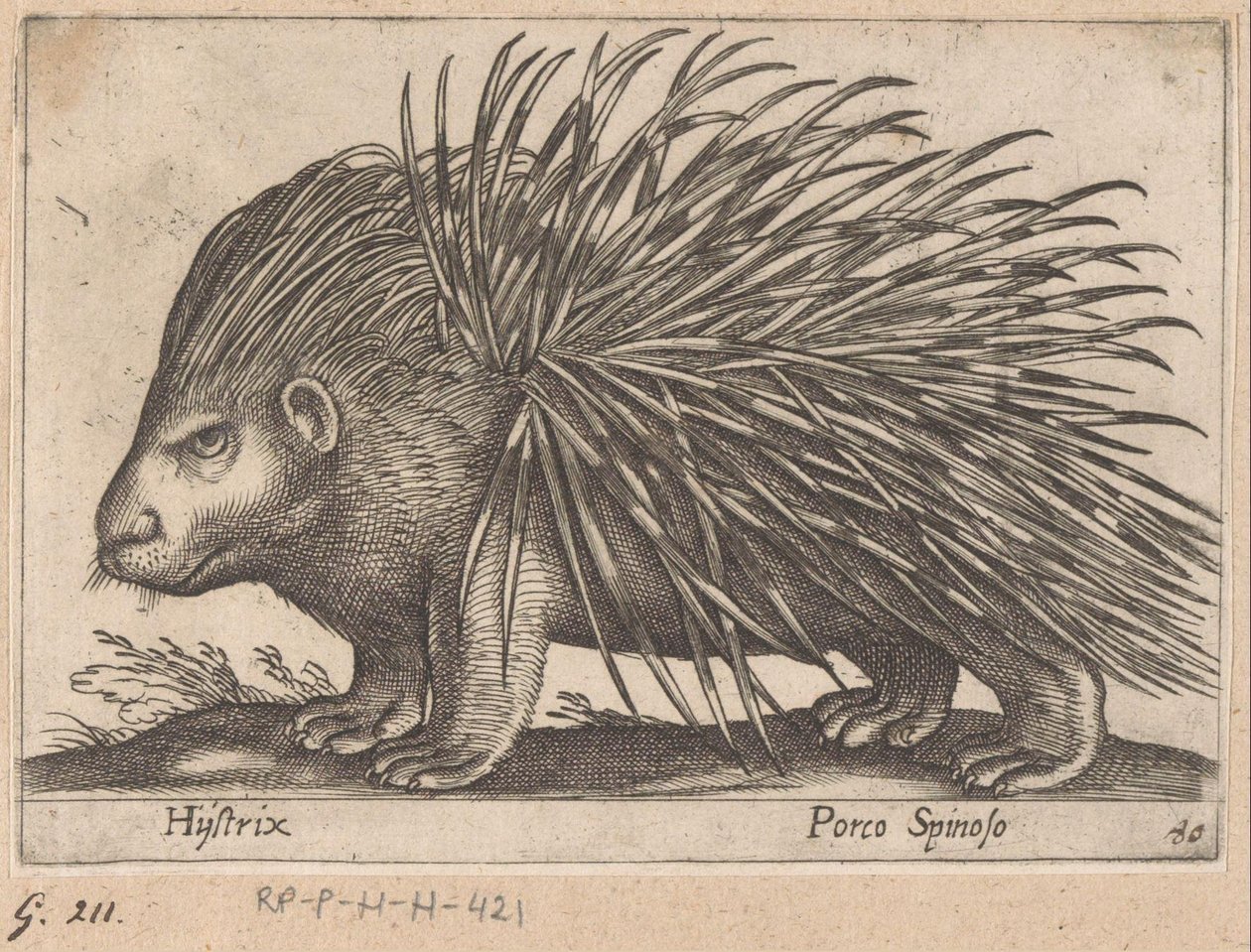 Stachelschwein Hijstrix/ Porco Spinoso Tiere und Fabelwesen (Serientitel) Nova raccolta de li animali piu curiosi del mondo (Serientitel) von Antonio Tempesta