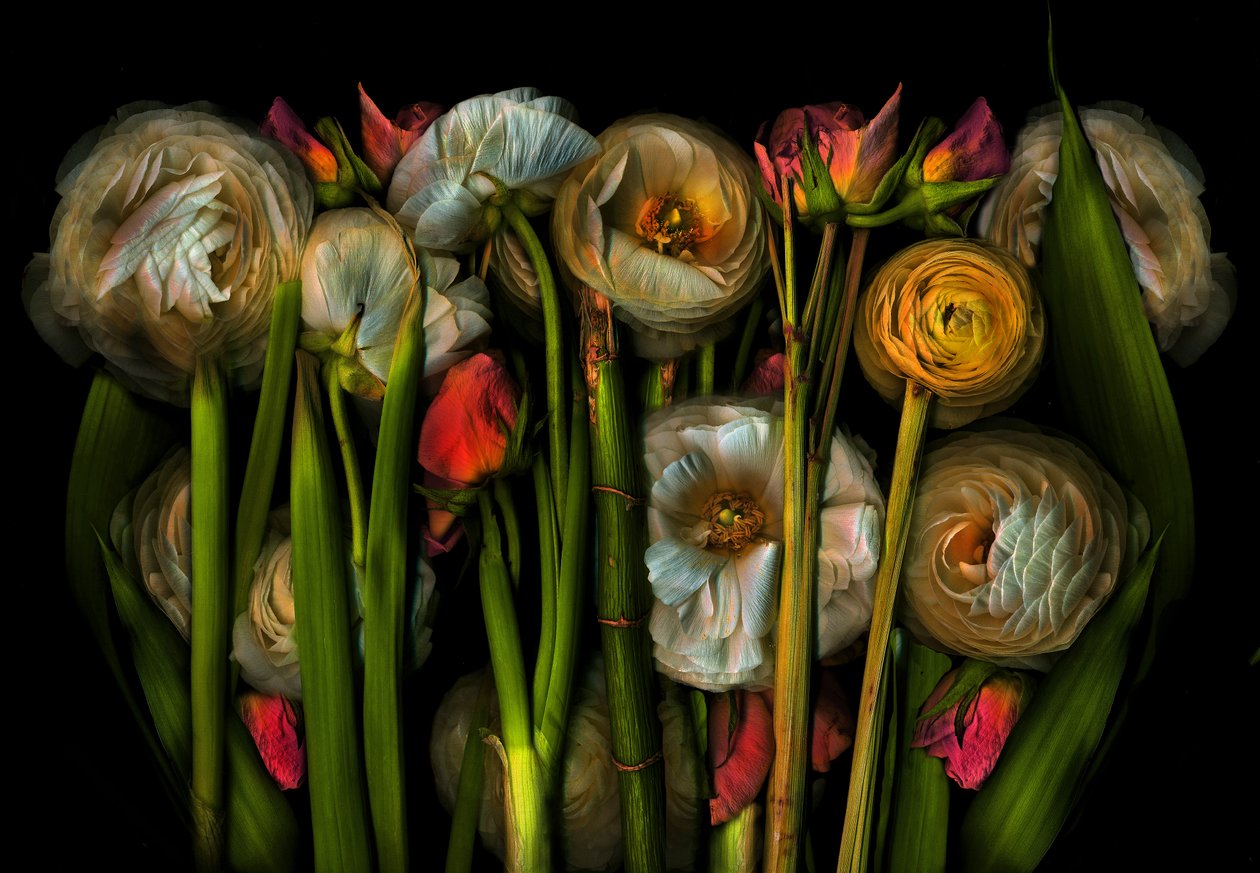 Erdkunst Flora Nr. 3, 2024 von Antonius Antonius